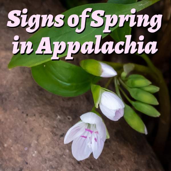 Signs of Spring in Appalachia